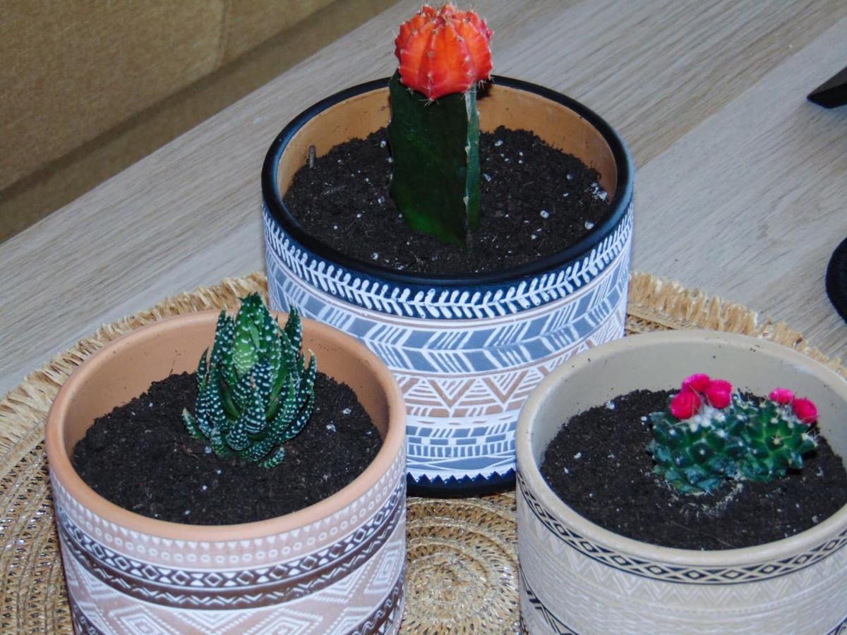 דירות ספארטי The Orange Cactus מראה חיצוני תמונה